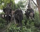 Mahouts use domesticated elephants to chain a tranquillized wild elephant, center, which went on a rampage in Mysore. AP