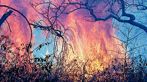 Forest fire continued to take a toll on the wildlife and vegetation of Bandipur Tiger Reserve, in Chamarajanagar district, for the second day in a row. DH Photo