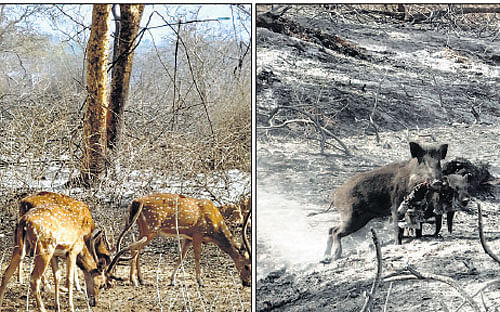 Spotted deer are seen hunting for food, (right) a wild boar carries the carcass of an animal, following extensive forest fire at Bandipur National Park near Gundlupet in Chamarajanagar district, on Saturday. DH PHOTOS