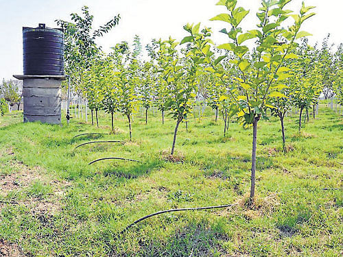 Mulberry cultivated using drum-kit technology. dh photo