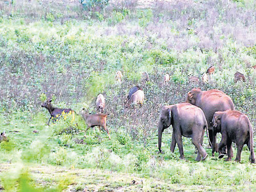 Wild animals moving in search of water at Omkar Forest Range at Bandipur, Chamarajanagar district.  dh photo