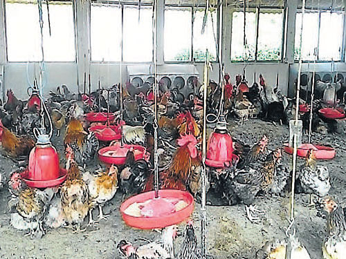 Giriraja breed fowls at a farm in Gundlupet. DH photo