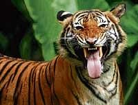 Tiger protection force for Bandipur