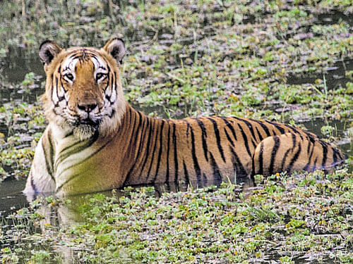 Bandipur Tiger Reserve will be keeping a watch on tiger 'Prince' for its safety. Photo courtesy / BTR Director B B Mallesh