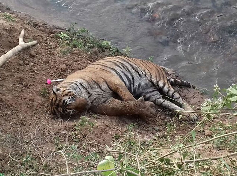 The male tiger was found  injured in Moleyar range  of Bandipur Tiger Reserve.