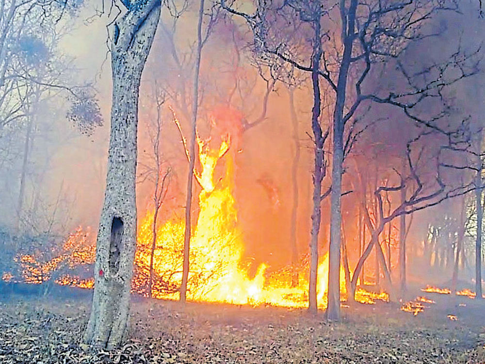 Wildfire broke out in Kalkere range, Bandipur Tiger Reserve, on Saturday. dh photo