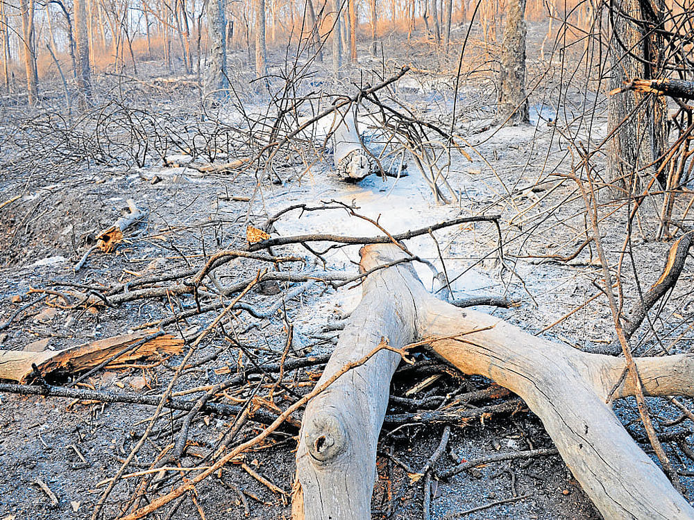 A fire-ravaged area of the Bandipur Tiger Reserve. The forest department personnel were struggling to contain the fire for the fourth day on Tuesday. dh photo/IRSHAD  MAHAMMAD