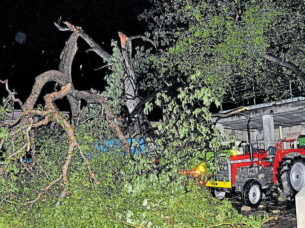 Strong winds uprooted a tree on the premises of the city municipal council office in Chikkaballapur on Saturday. DH&#8200;photo