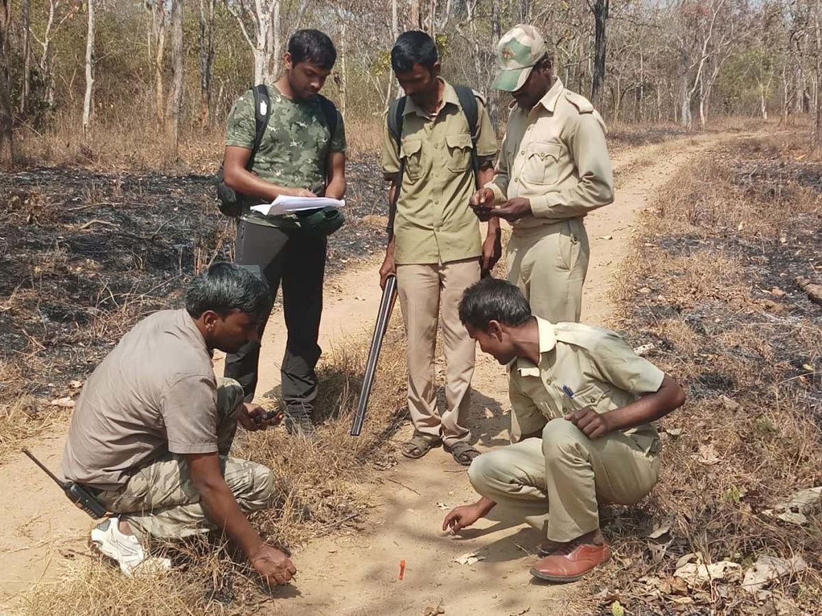Volunteers and participants search for pug marks at DB Kuppe range, Nagarahole National Park on Friday.