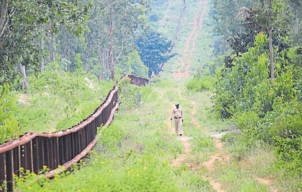 The forest department would put up an additional checkpost at Melkamanahalli in the Bandipur Tiger Reserve. DH FILE PHOTO