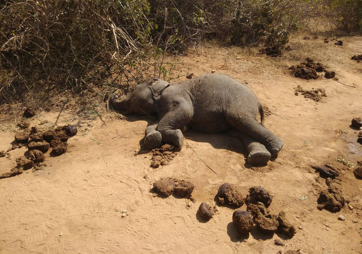 Carcass of elephant calf, which died at Somanathapur Forest beat, at Bandipur National Park, on Sunday.