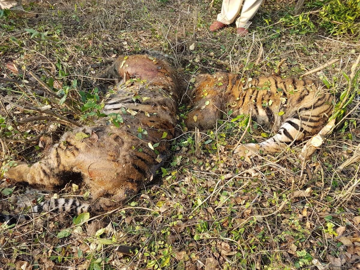 The decomposed carcass of two tigers spotted in Bandipur National Park Limits on Thursday.
