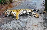 File photo of a tiger killed on Bandipur road.