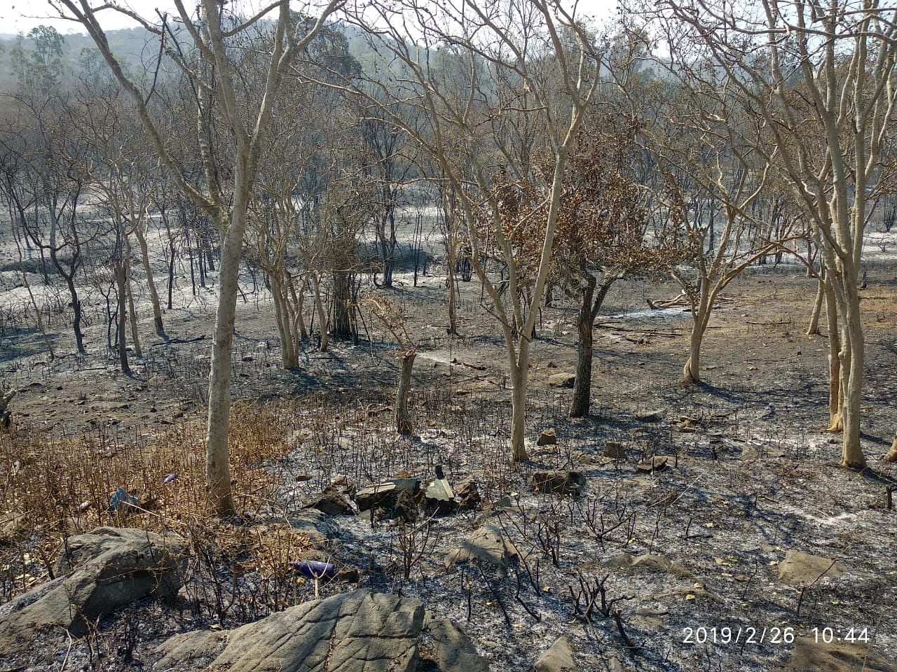 Charred trees in Bandipur National Park. (DH Photo/T R Satish Kumar)