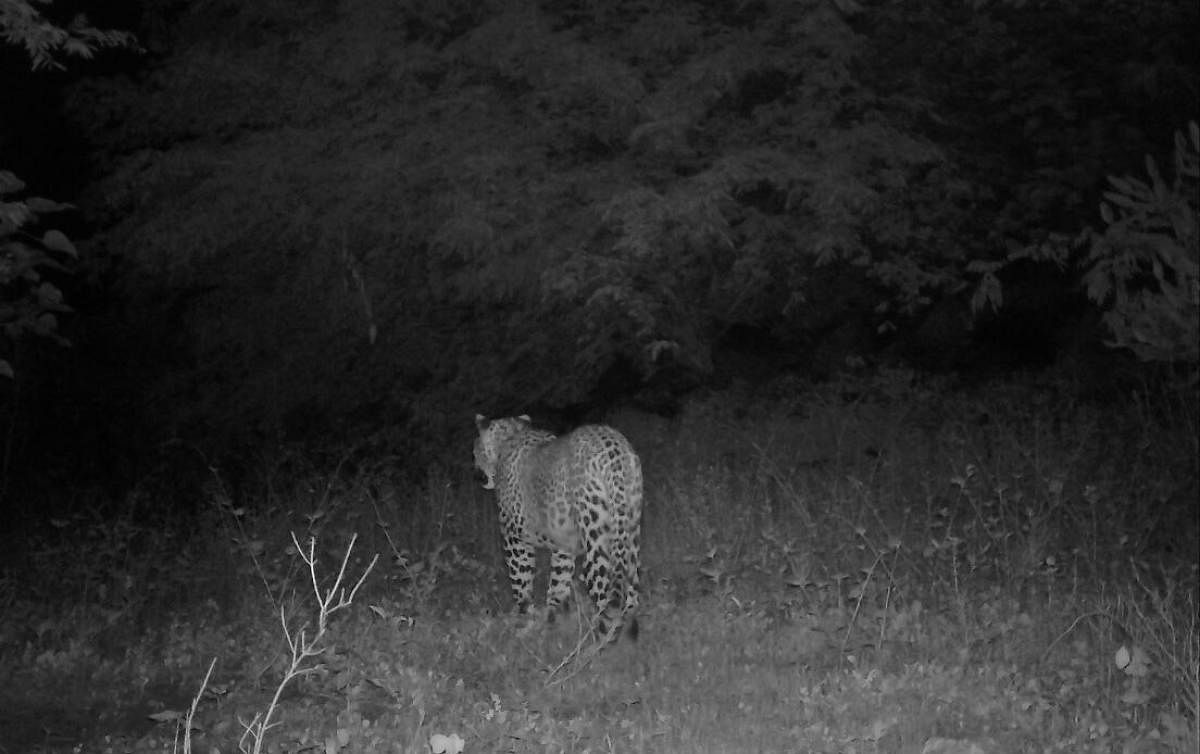 A leopard and two bears camera-trapped in bushes of Indargi-Vanaballari region in Koppal taluk.