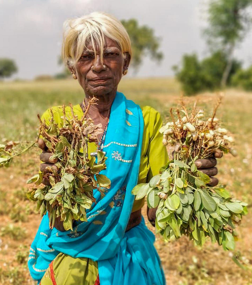 After a major crop loss, a Myasabeda family in Buddanahatti village, Challakere taluk, Chitradurga, has decided to use the failed groundnut crop as fodder for the sheep being reared by them. Photo by Ashwini Y S