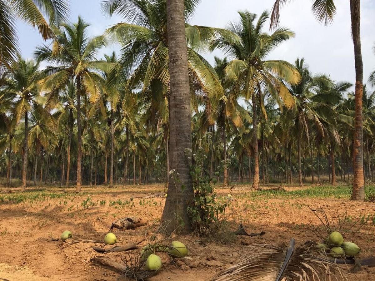 The elite seed coconut farm at Kannamangala near Whitefield on Hoskote Road where the horticulture department is creating a botanical garden close on the lines of Lalbagh. DH Photo/ Niranjan Kaggere