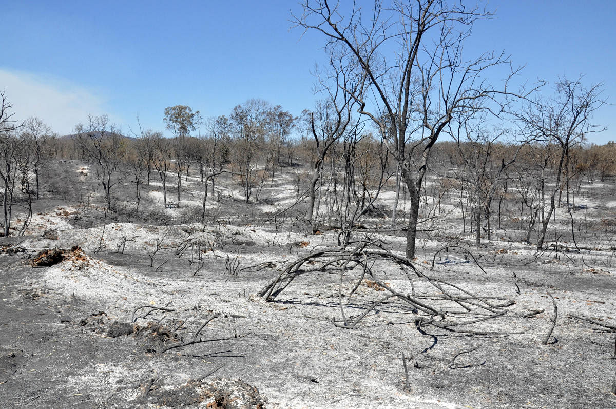 A charred forest in Bandipur.