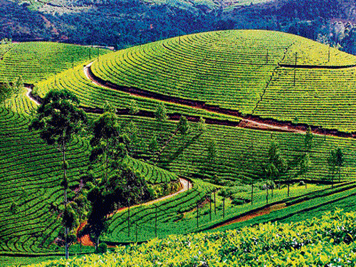 Green pause: View of the tea estates.