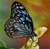 Dark Blue Tiger butterfly