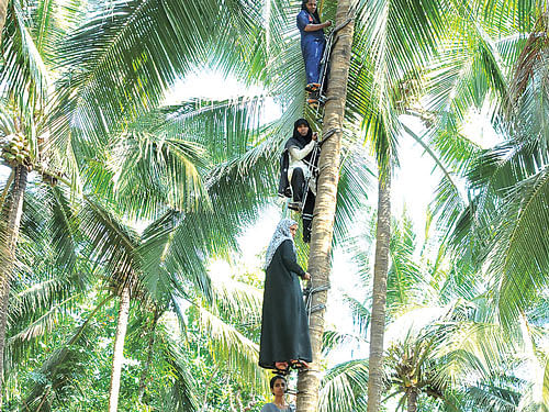Women train as climbers as part of the Friends of Coconut Tree programmein Kerala. DH PHOTO