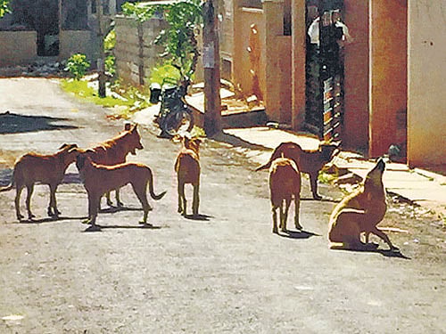 Stray dogs killed by local people in Kerala
