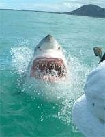 Kochi port involved in shark selling: PETA