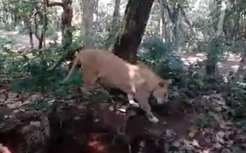 Named 'Sindhu', the lioness died Friday evening. (Screengrab)