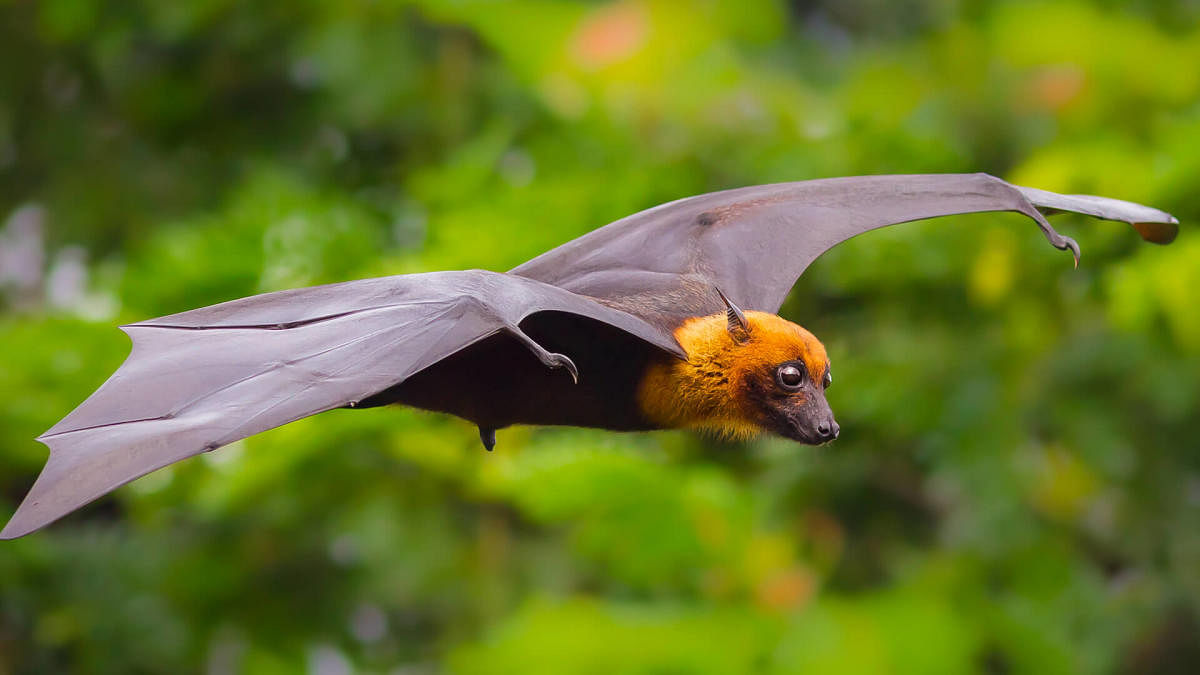 Nipah virus (NiV), spreads from bats, cause multiple clinical presentations, from asymptomatic infection to the acute respiratory syndrome and fatal encephalitis.