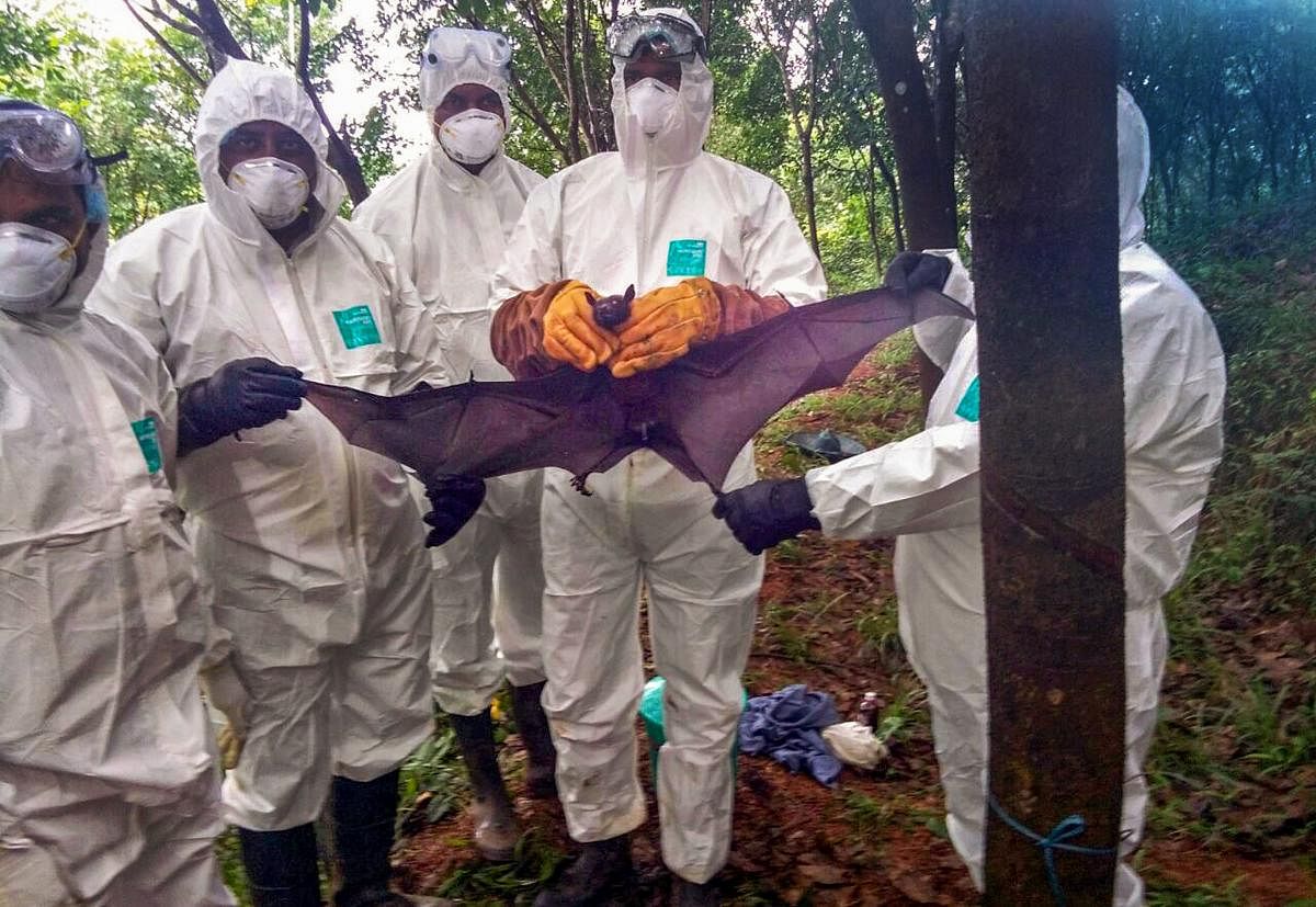 The fruit-eating bat that was caught by the expert group, for the study of the spread of Nipah Virus at Perambra in Kozhikode. These bats were sent to Bhopal for the tests regarding the presence of the virus. PTI file photo