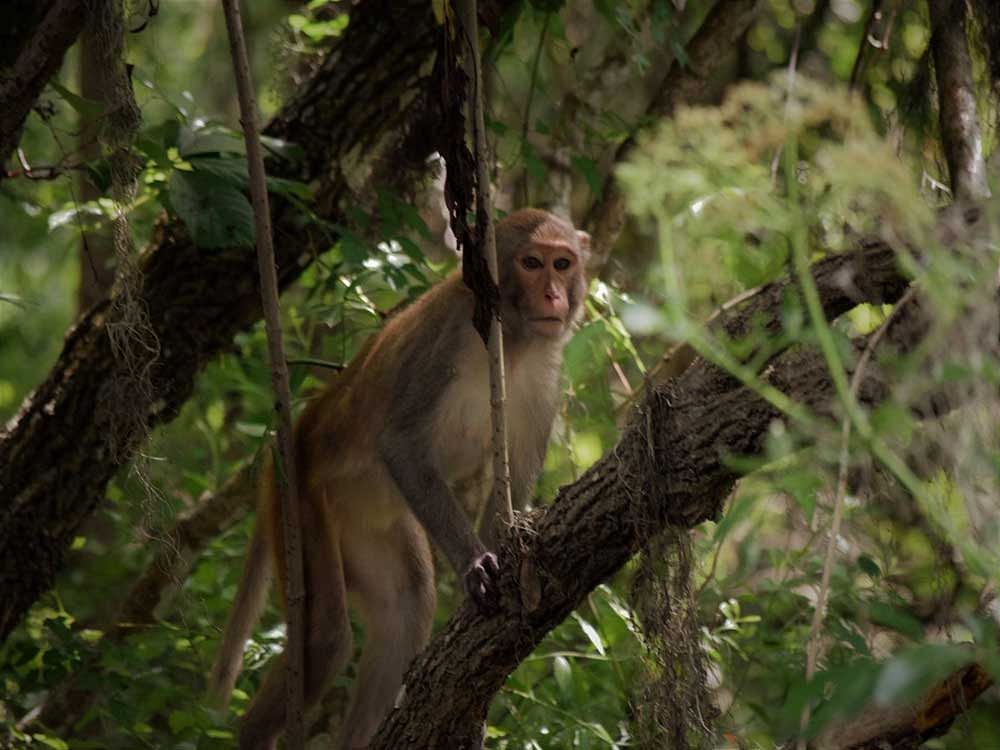 Health authorities said that the disease spread mainly through monkeys and hence all districts having forests need to be cautious.