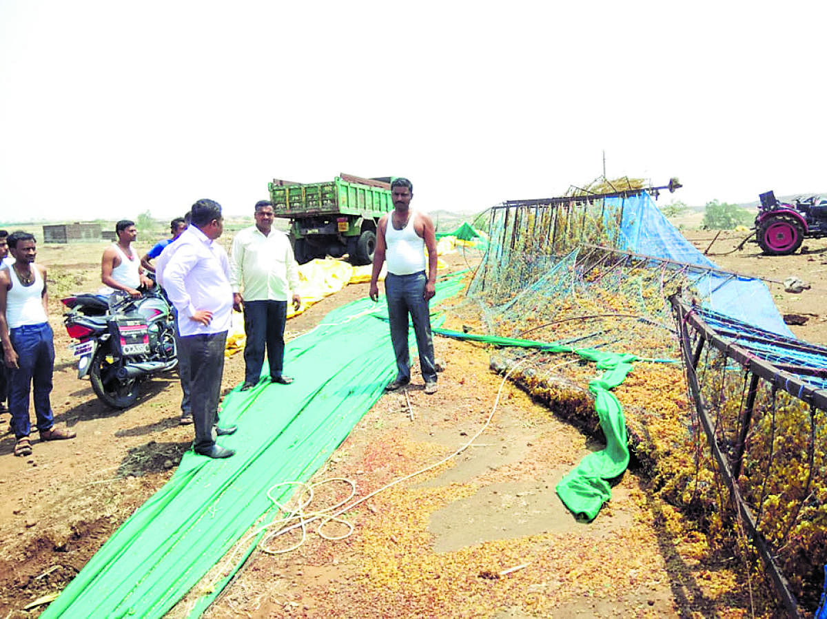 Revenue officials visit a vineyard to assess the crop loss in Savalagi in Bagalkot district on Wednesday. DH Photo