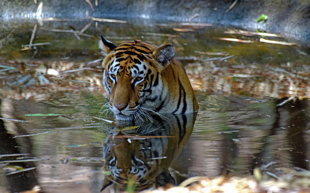 To beat the heat, a tiger is seen relaxing in a pond at Dr Shivaram Karanth Biological Park at Pilikula, on the outskirts of Mangaluru. DH Photo / Govindraj Javali