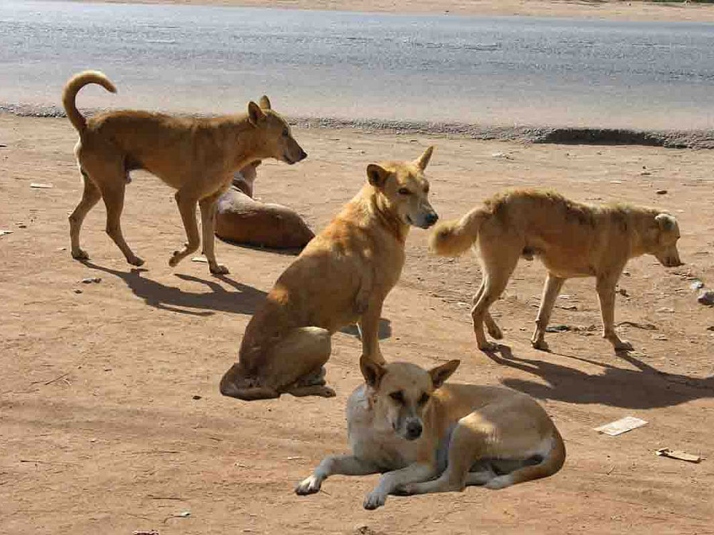 The police have registered a case against residents of an apartment who manhandled and threatened two animal rights activists for feeding stray dogs at BTM Layout on Friday. DH file photo