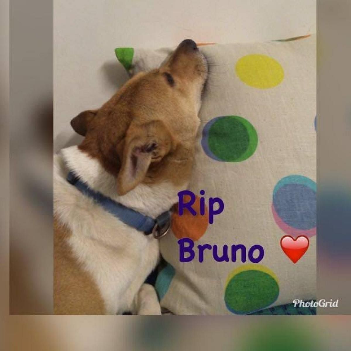 Bruno, the female dog, bludgeoned to death in Domlur.