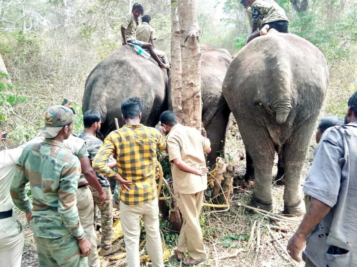 A team of veterinarians cleans the wound of the injured wild elephant in Banavara reserve forest in Somwarpet. DH PHOTOs