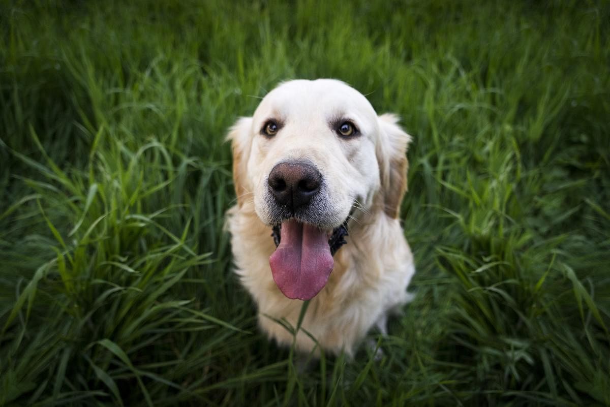 Dogs have smell receptors 10,000 times more accurate than humans', making them highly sensitive to odours we can't perceive, said researchers who presented the study at the American Society for Biochemistry and Molecular Biology annual meeting in Florida,
