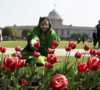 President Pratibha Devisingh Patil admires tulip flowers during a press preview for Udyanotsav of Rashtrapati Bhawan 2012, the annual opening of the Mughal Gardens, in New Delhi on Thursday. The Udyanotsav shall be open for the public from Feb 10 to March 15, 2012. PTI Photo