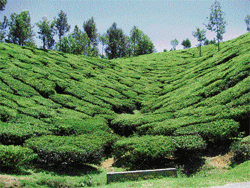 common sight Tea plantation in Munnar. photo by author