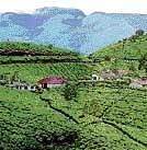 Munnar Hills now a haven for the land mafia. file photo