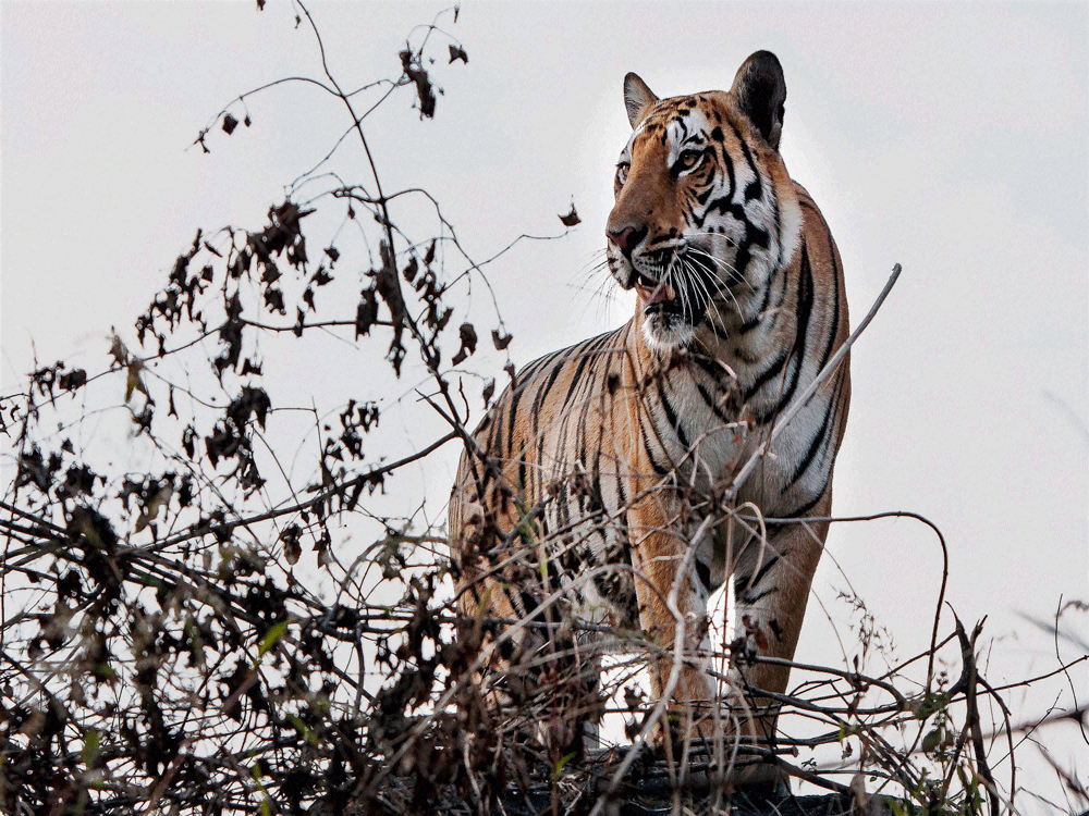 Tourist footfall is encouraging in the State's forests, he said. In the last one year, the department has increased its revenue from Rs 98 lakh to Rs 2.3 crore.  dh file photo