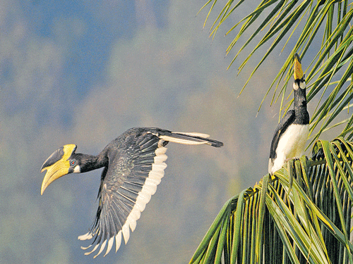 In an undated picture Malabar Pied Hornbills spotted at Dandeli. The Kali Tiger Reserve will host 2nd edition of Karnataka Bird Festival from Jan 8-10 DH&#8200;FILE&#8200;PHOTO