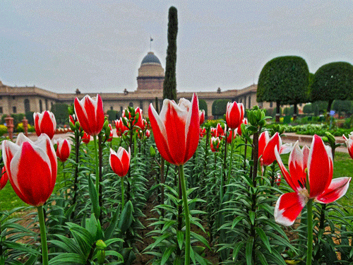 The main attractions of this year's Udyanotsav are tulips and primulas which are blooming in abundance. As they do not last long, they are planted in phases and have been in bloom since the second week of January 2016. PTI File Photo.