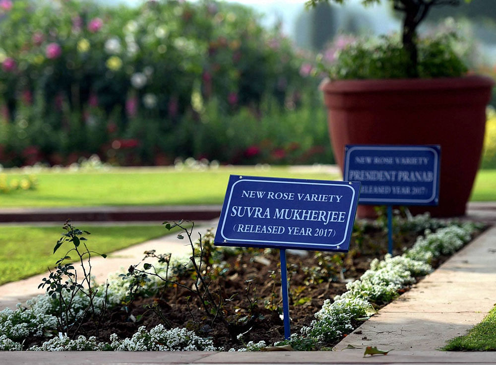 Two New Rose Variety named after President Pranab Mukherjee and his wife the late Suvra Mukherjee planted at Rashtrapati Bhavan's Mughal Gardens which was shown during a press preview ahead of its opening for the public, in New Delhi on Friday. PTI Photo