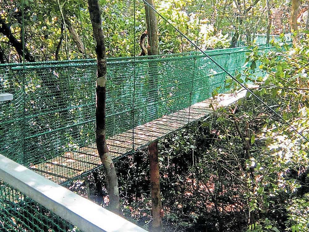 The canopy walk at Castle Rock in Dandeli Reserve Forest, Uttara Kannada, where the Great Canara Trails will end.  DH FILE PHOTO