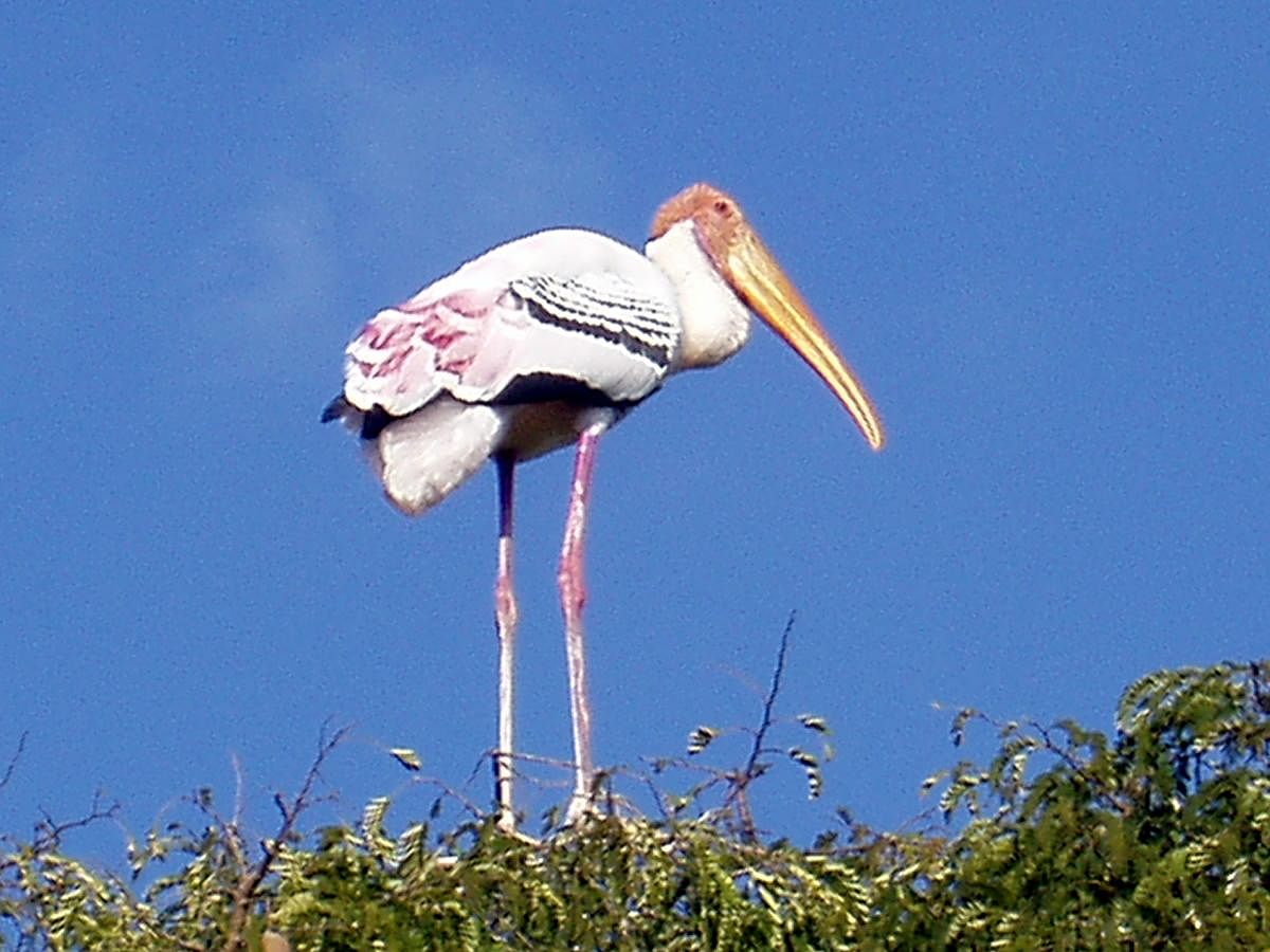 Kokkarebellur Bird Sanctuary