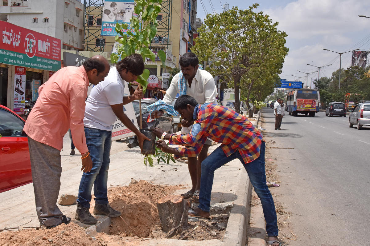 BBMP Forest Officers and activists plant saplings to compensate for dead trees, were trees are poisoned on the trunk for providing clear view of the advertisement hoarding at Outer Ring Road, Marathalli in Bengaluru on Monday. Photo by S K Dinesh