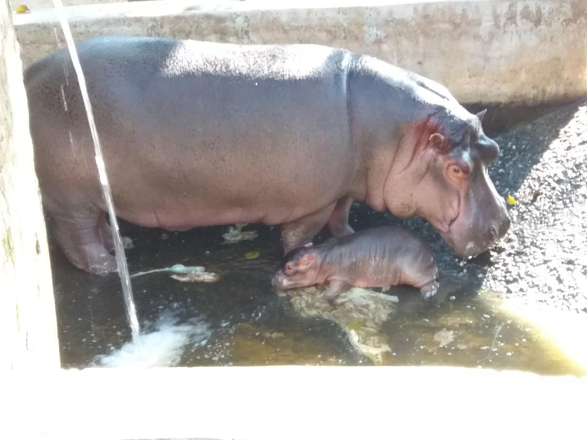 Hippo calf at Bannerghatta Biological Park