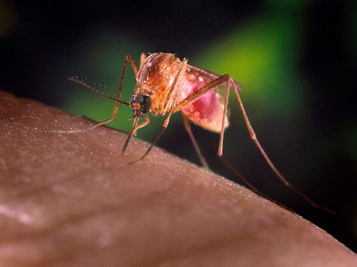 Chikungunya is taking its toll in the national capital where the number of cases have climbed to over 1,000 this season. Reuters File Photo.