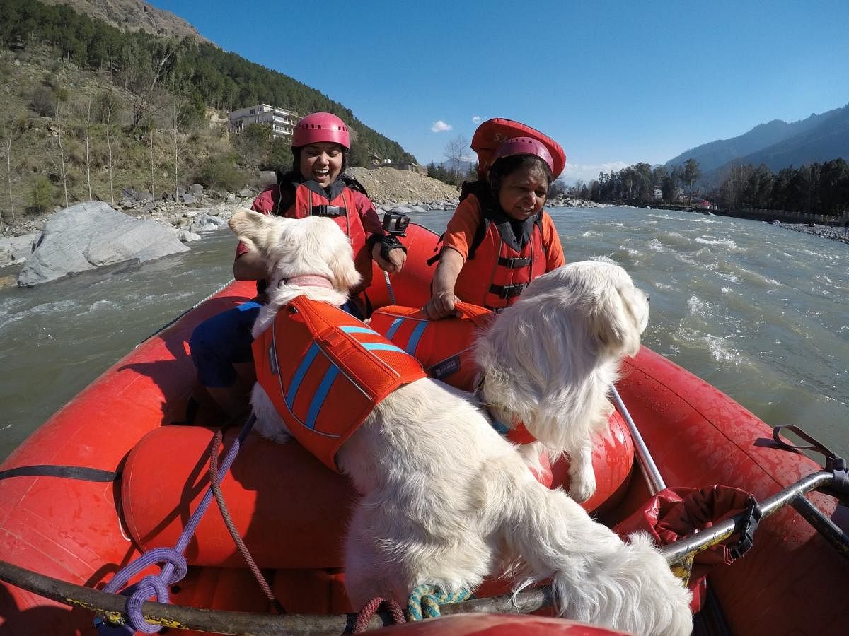 Deepthi’s golden retrievers on their first river rafting in Kulu. She recently took them on a 23-day trip across India